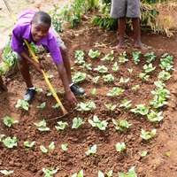Godfrey Leshoki tends his garden plot.